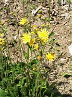 Hieracium Exotericum, fam. Asteracees (3) (Photo F. Mrugala)